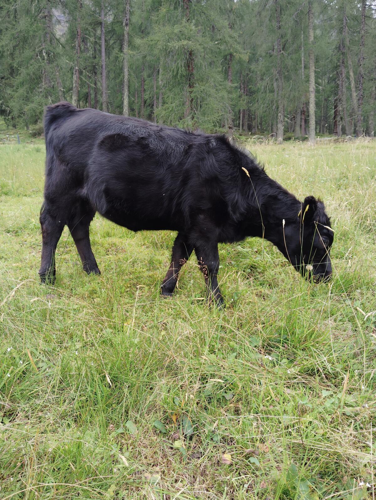 Dexter Rinder verkauft 2