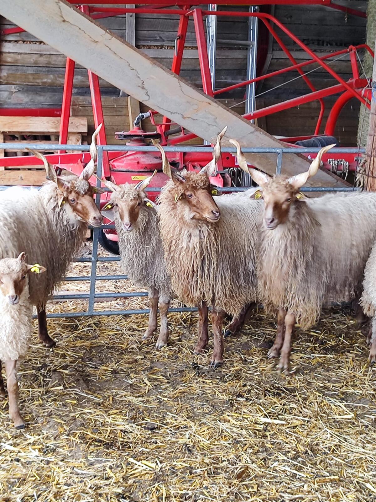 Zackelschaf Böcke HB 1