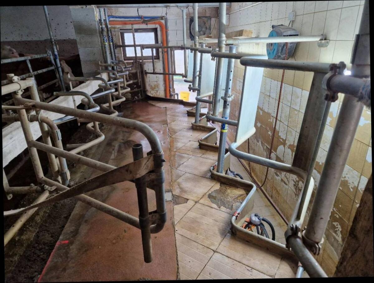 6er Fischgräten Sägezahn Melkstand Schauer 1