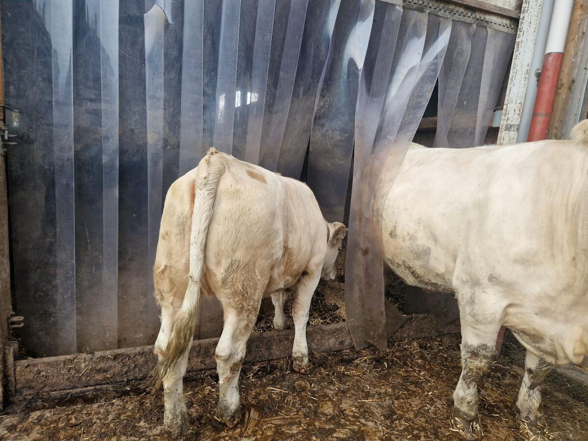 Einsteller CH/FV Kalbinnen