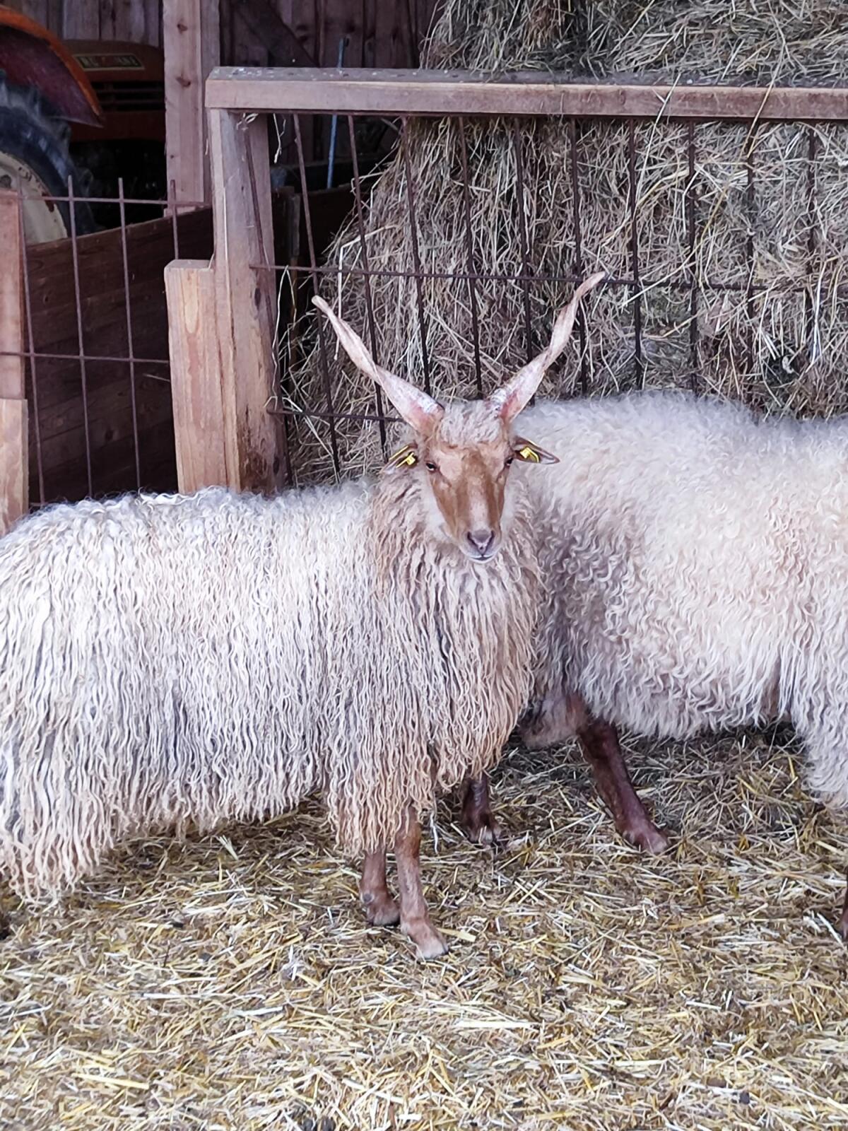 Zackelschaf Böcke HB 2