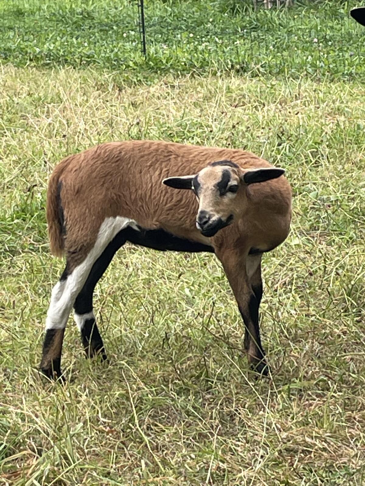 Kamerun Lamm weiblich 3