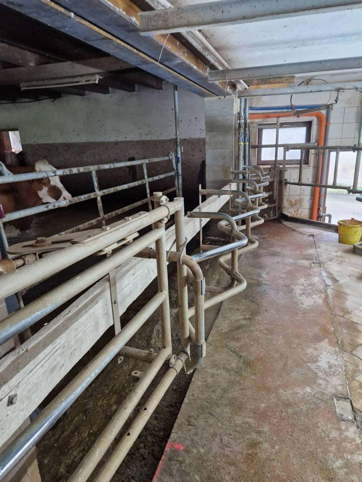 6er Fischgräten Sägezahn Melkstand Schauer 3