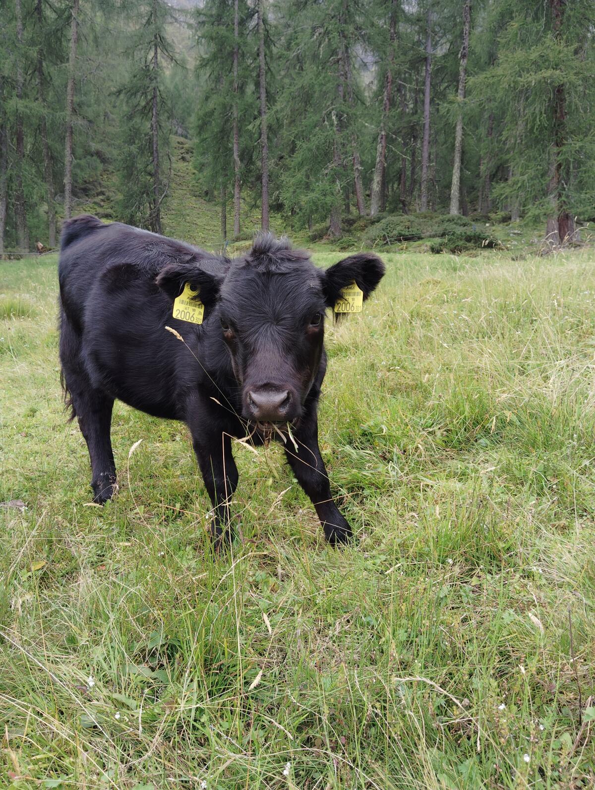 Dexter Rinder verkauft 3