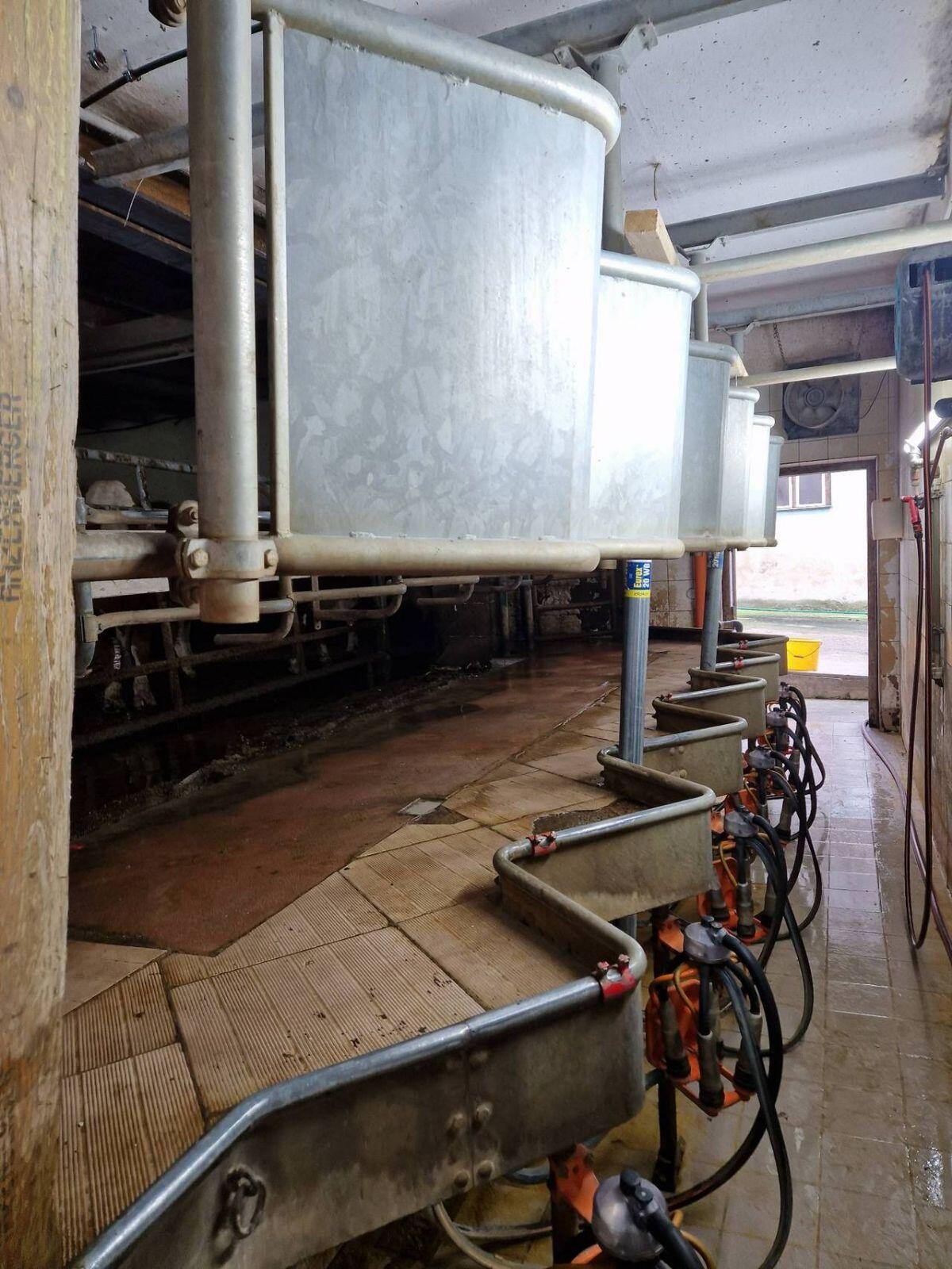 6er Fischgräten Sägezahn Melkstand Schauer 2