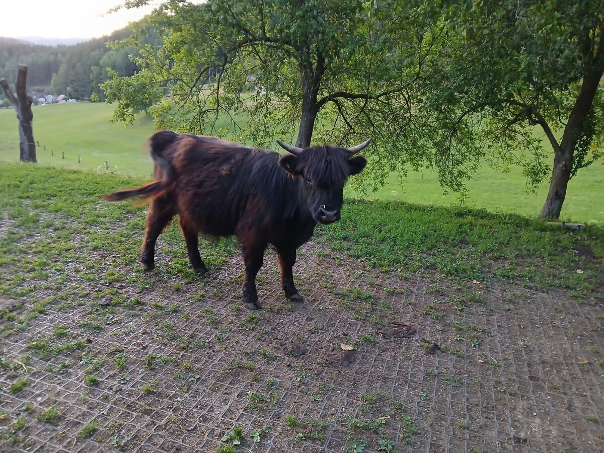 Verkaufe Hochlandrinder 2