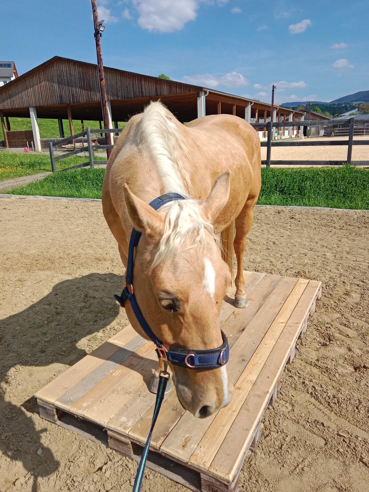 Braver Quarter Horse Wallach 1