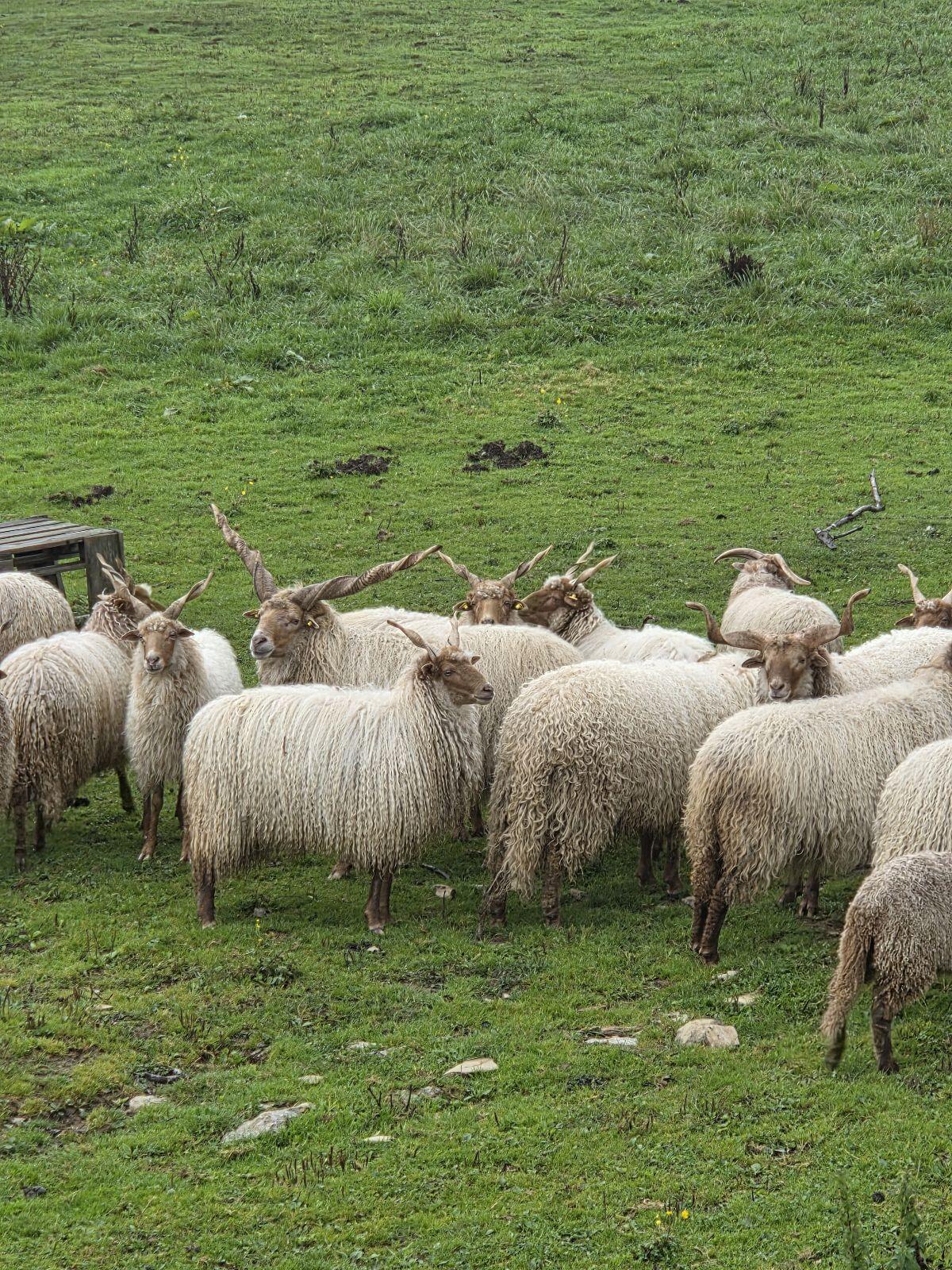 Zackelschafwidder BIO