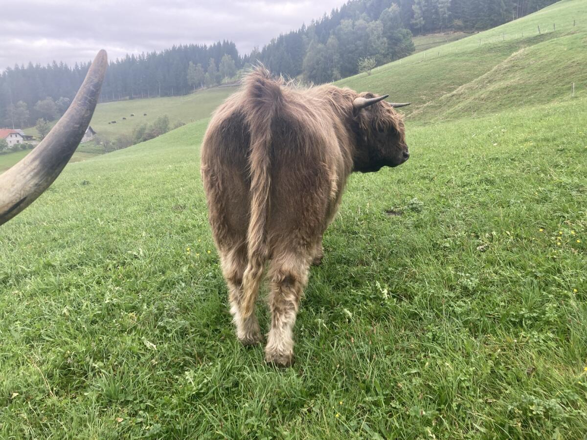 Hochlandrind Zuchtstier 2