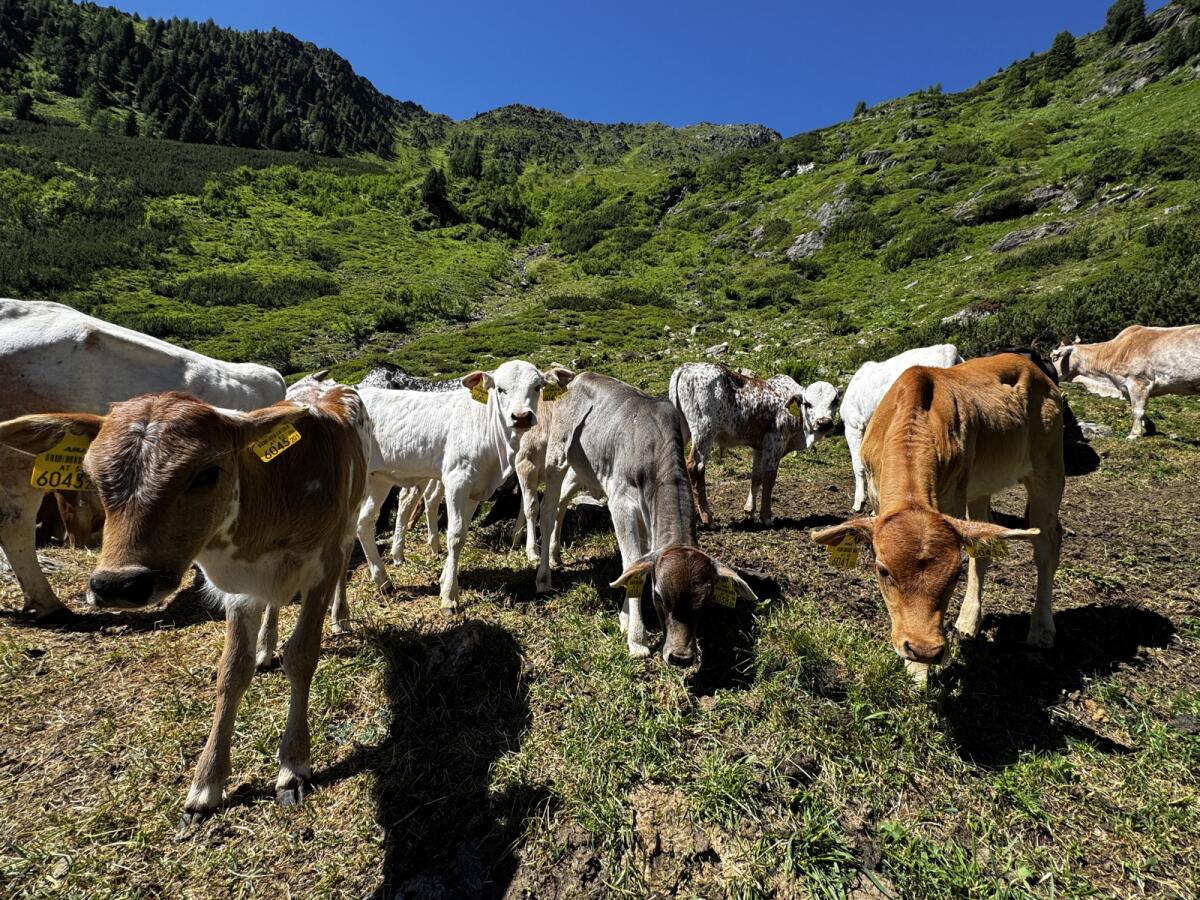 Cebu, Zwerg-Zebu-Rinder Mutterkuh 2