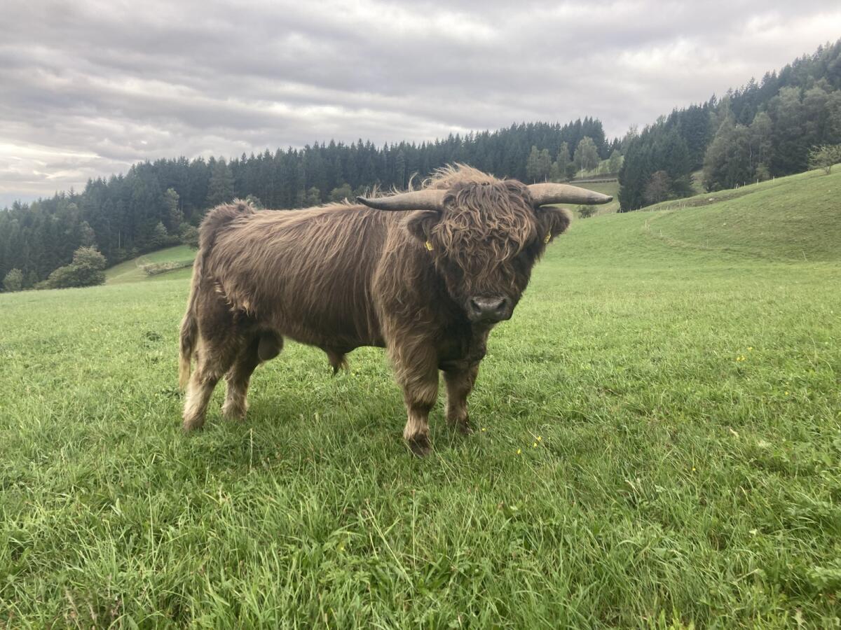 Hochlandrind Zuchtstier 3