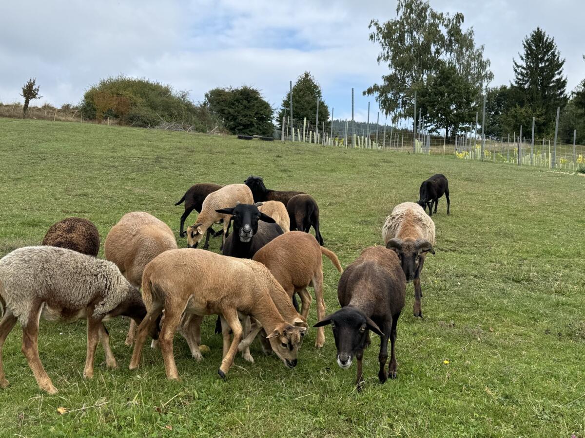Kamerunschafe/Lämmer