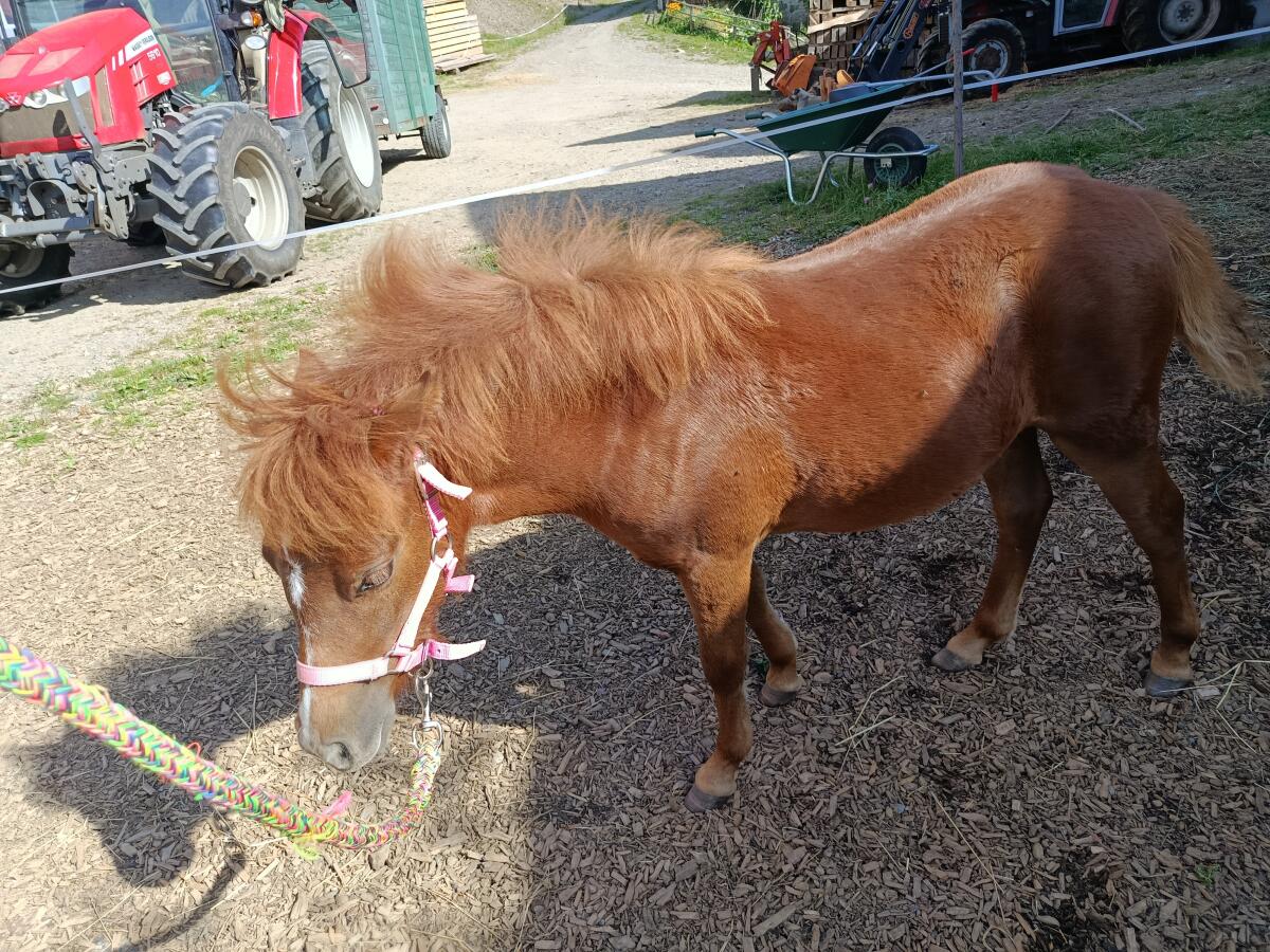 Welsh A Pony Stute 3