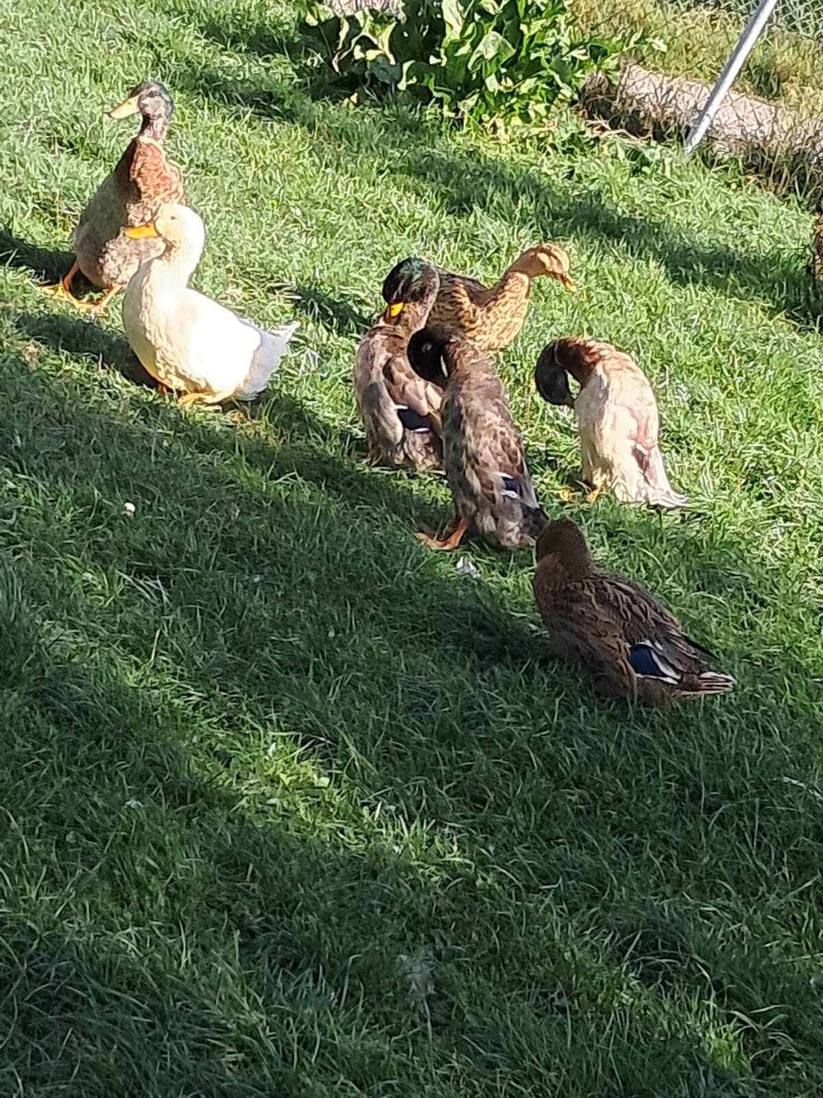 Hausenten, Stockenten 2