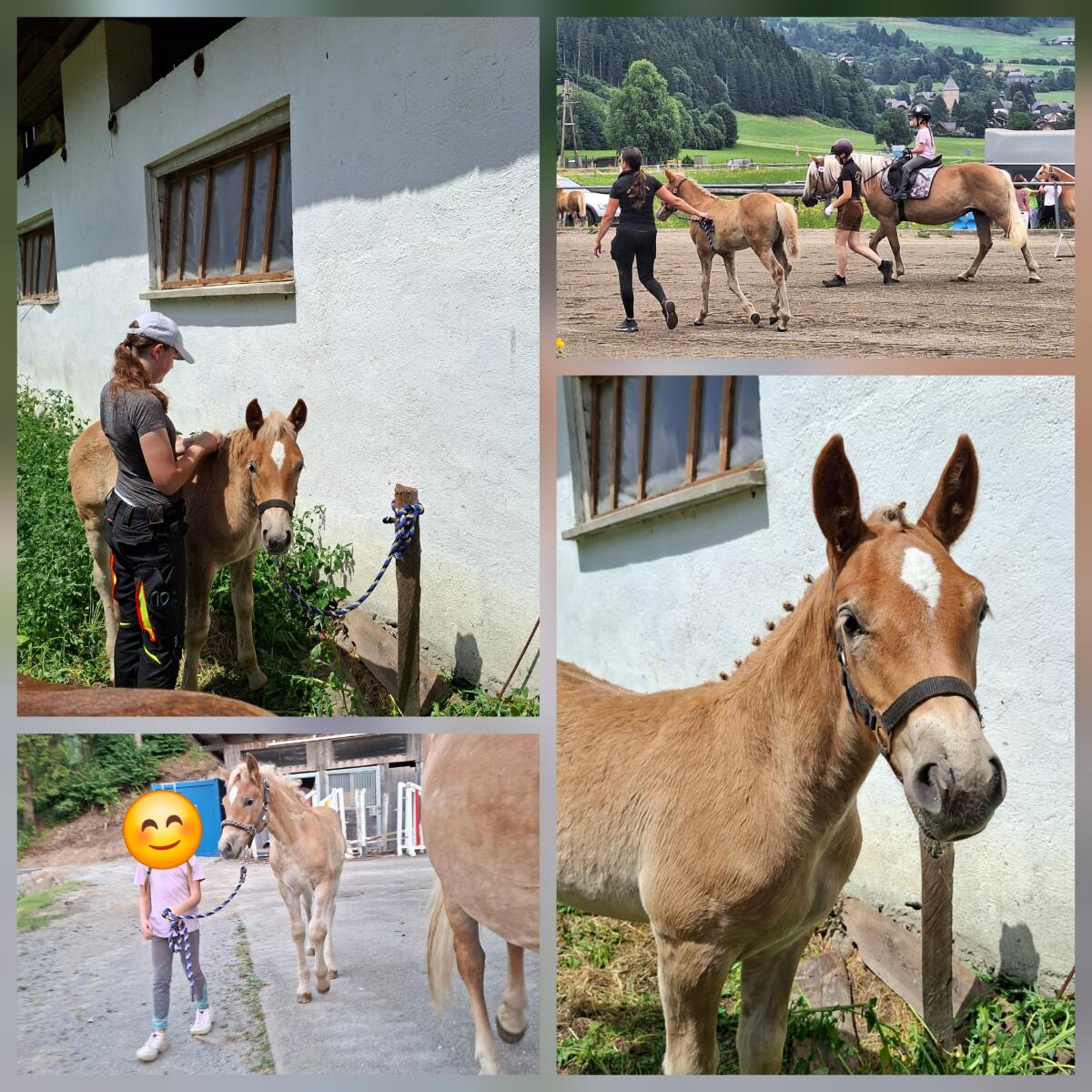 Haflingerfohlen der Sonderklasse 1