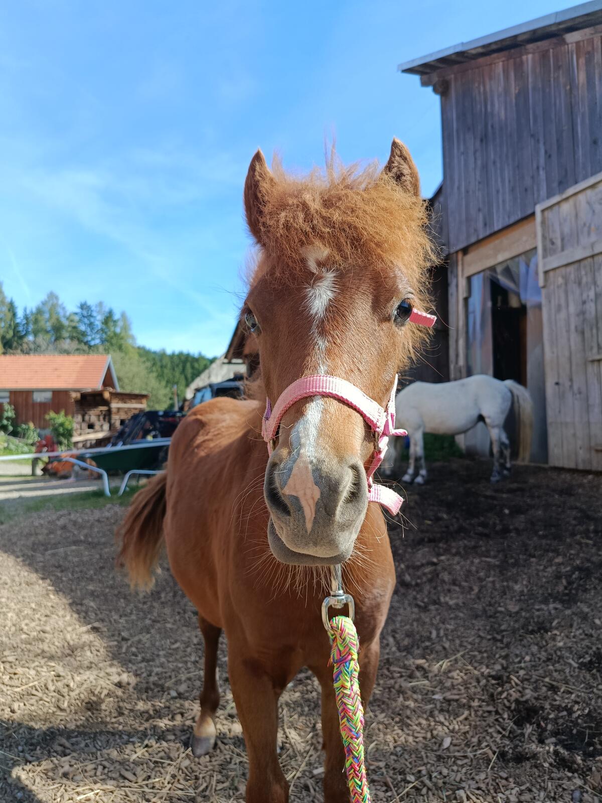 Welsh A Pony Stute 2