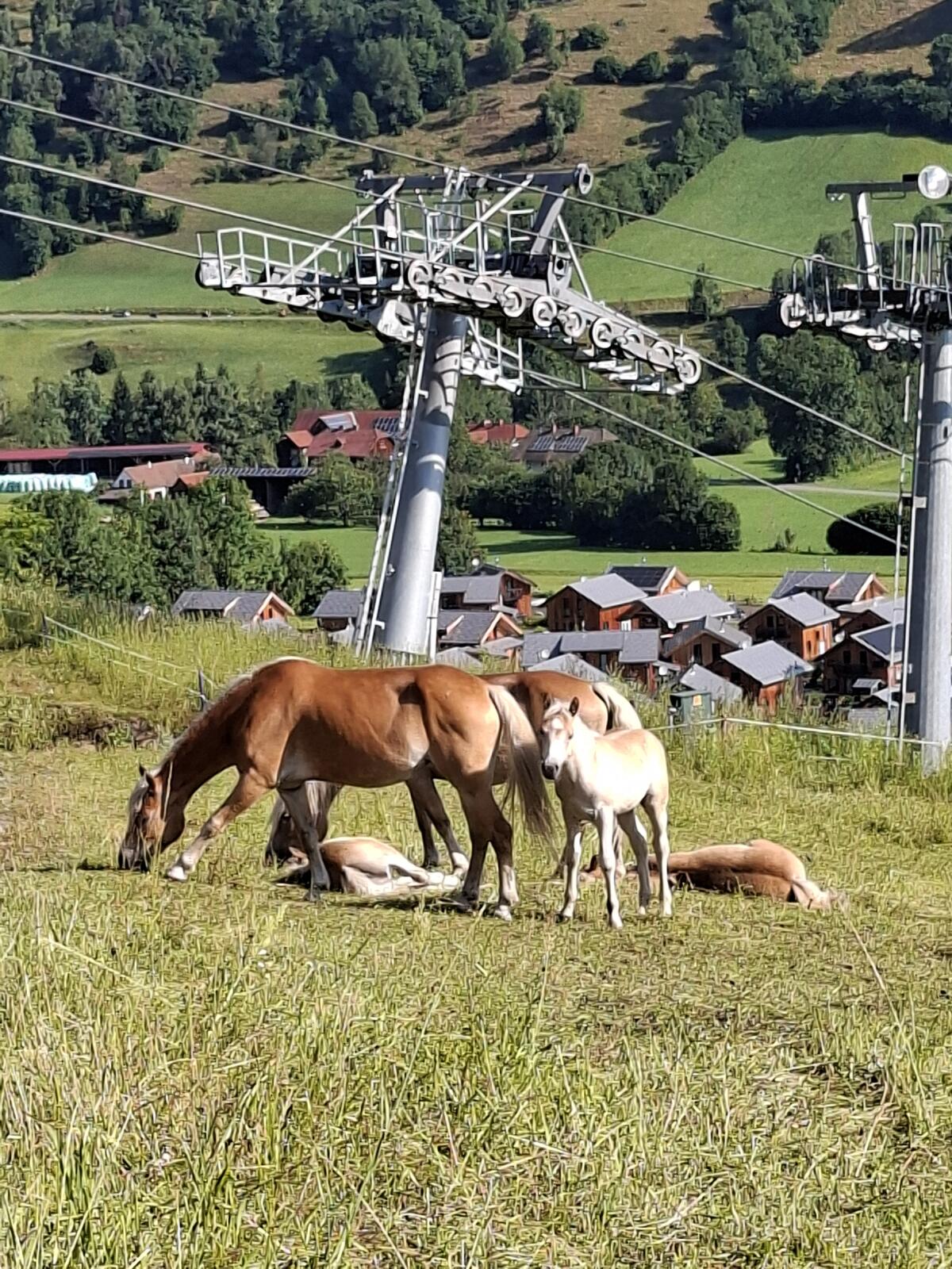 Haflingerfohlen der Sonderklasse 2