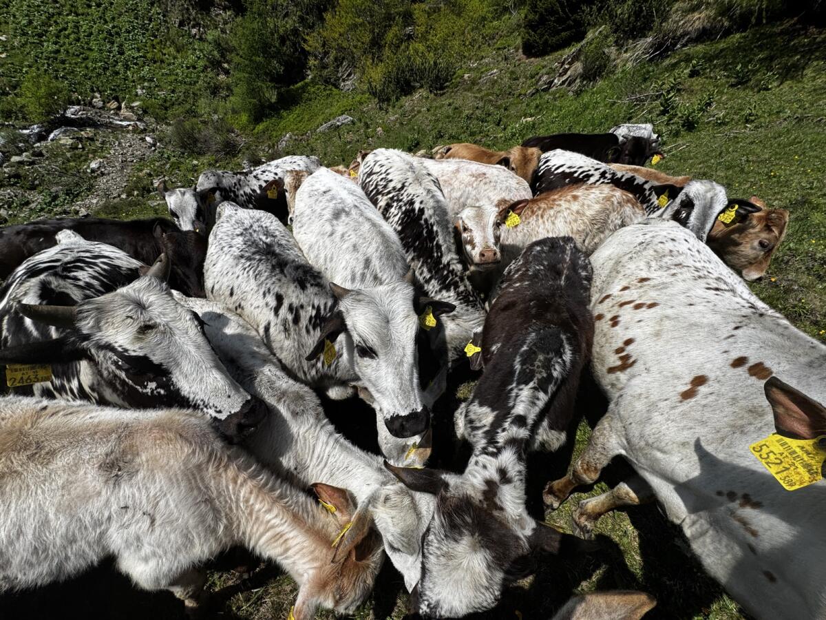 Cebu, Zwerg-Zebu-Rinder Mutterkuh 3