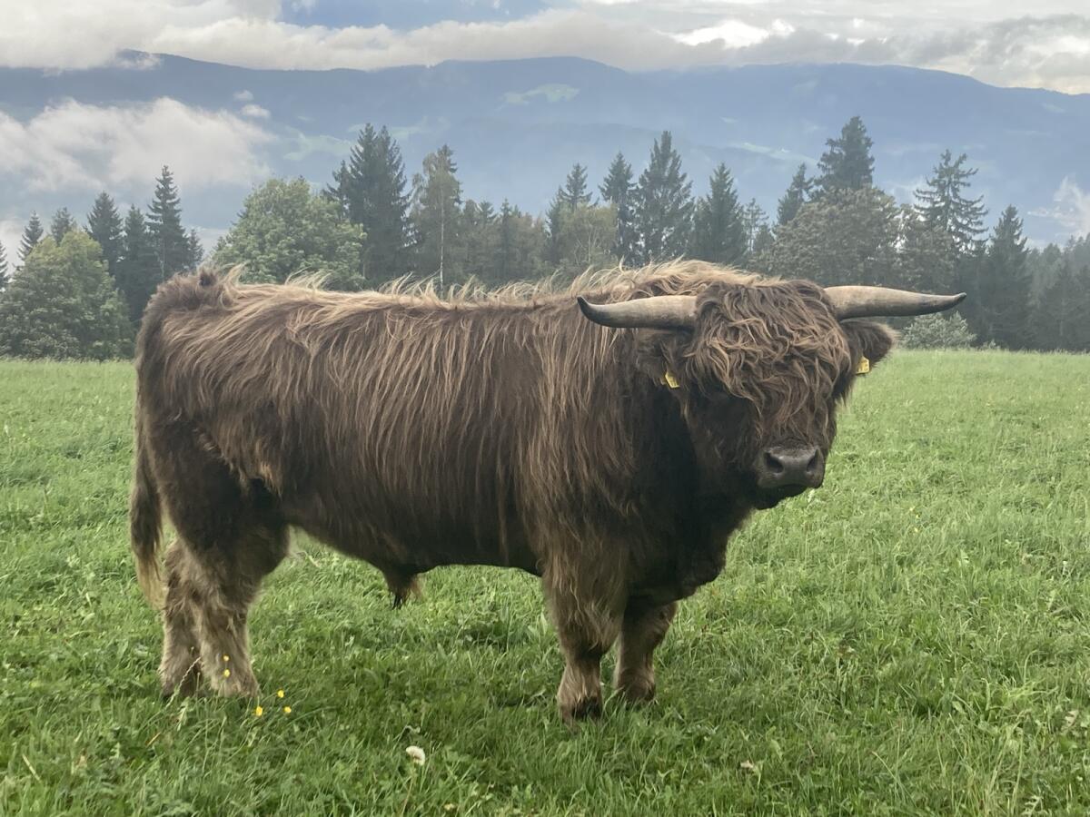 Hochlandrind Zuchtstier 1
