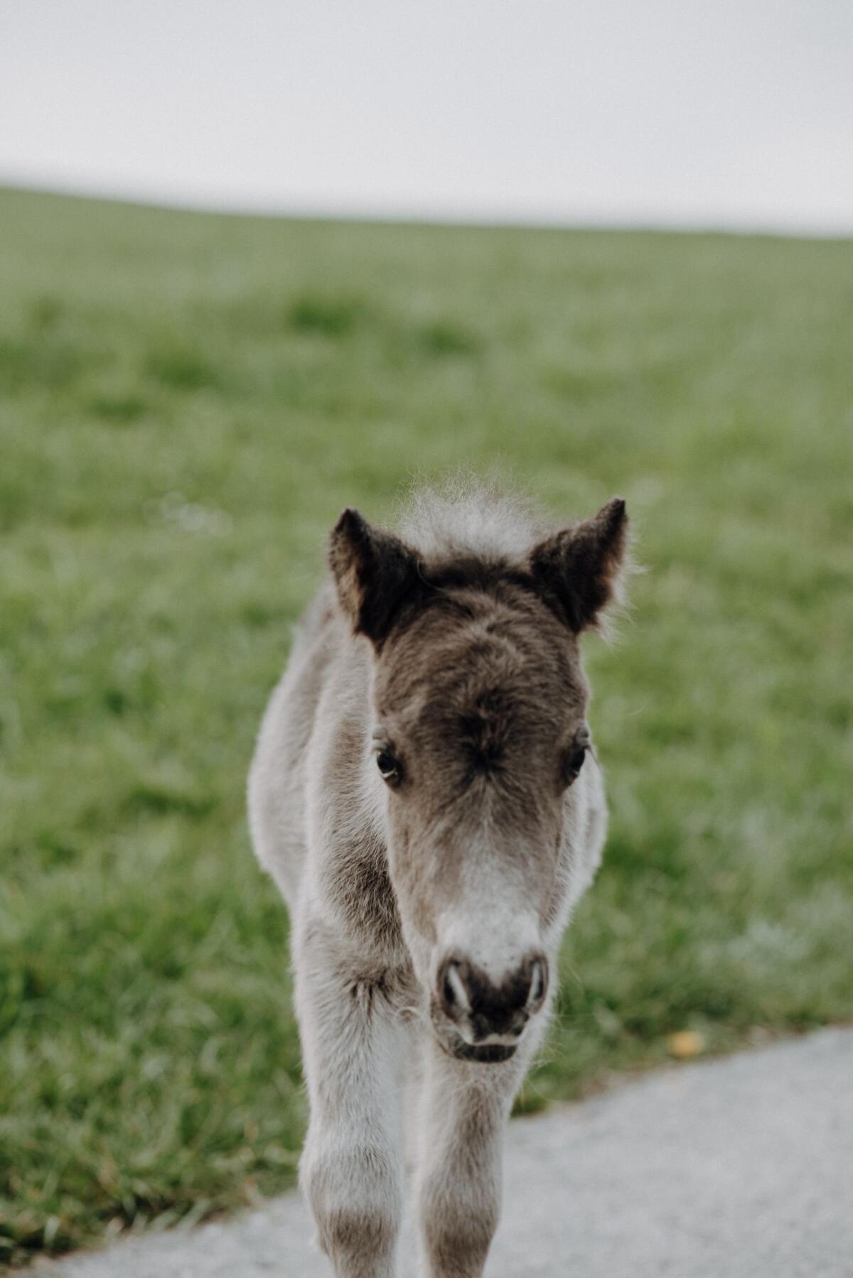 KALIMERO (Ponyhengstfohlen) 3