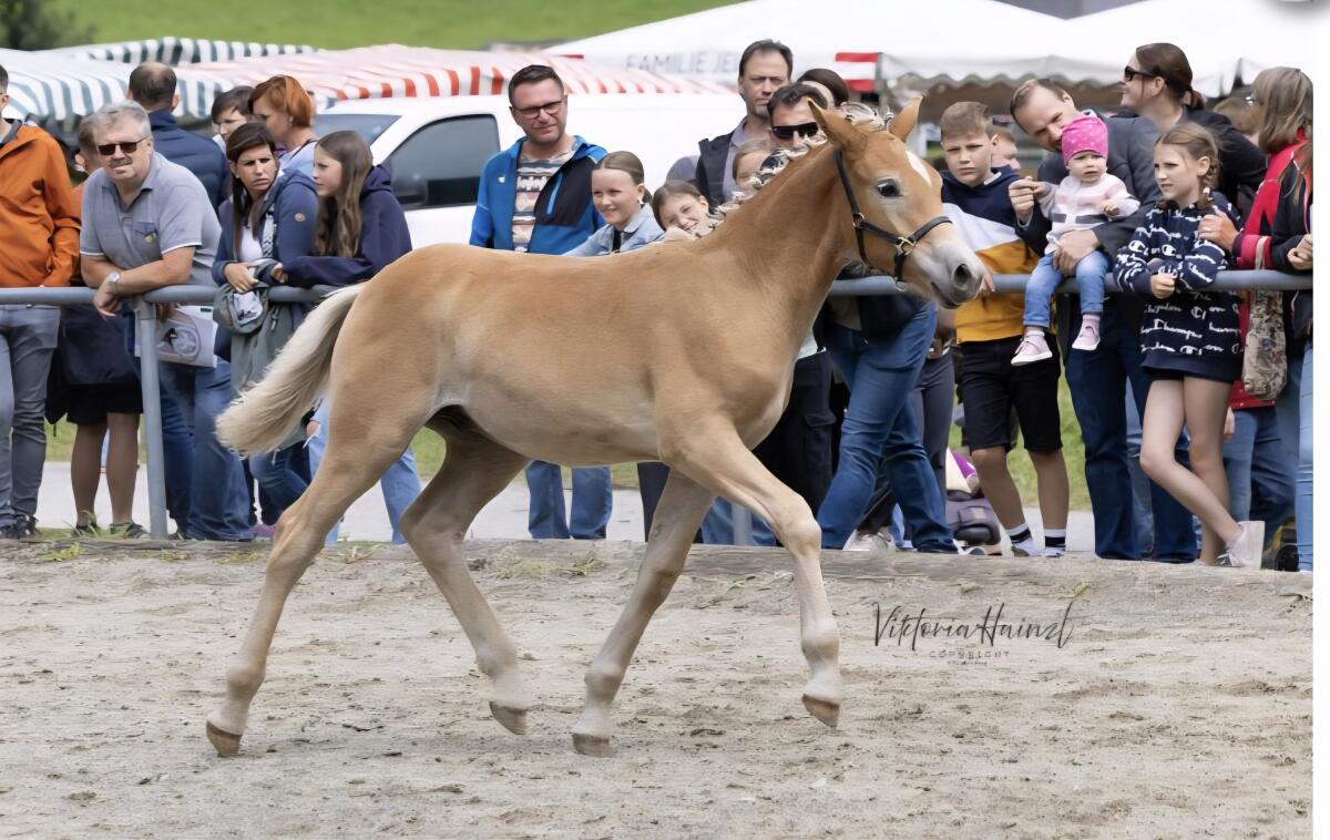Haflingerfohlen der Sonderklasse 3