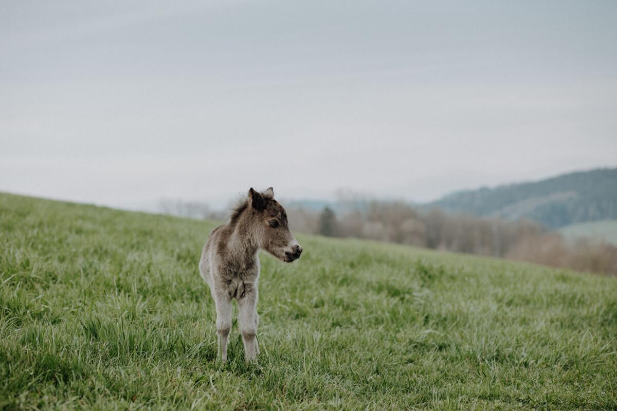 KALIMERO (Ponyhengstfohlen) 2