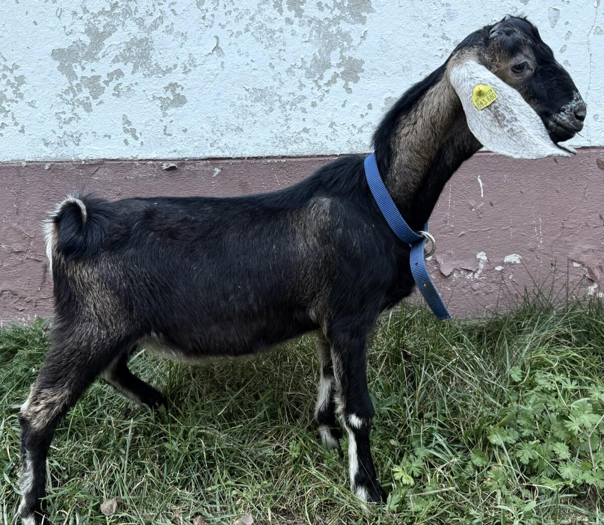 Anglo-Nubier Bockkitz 2