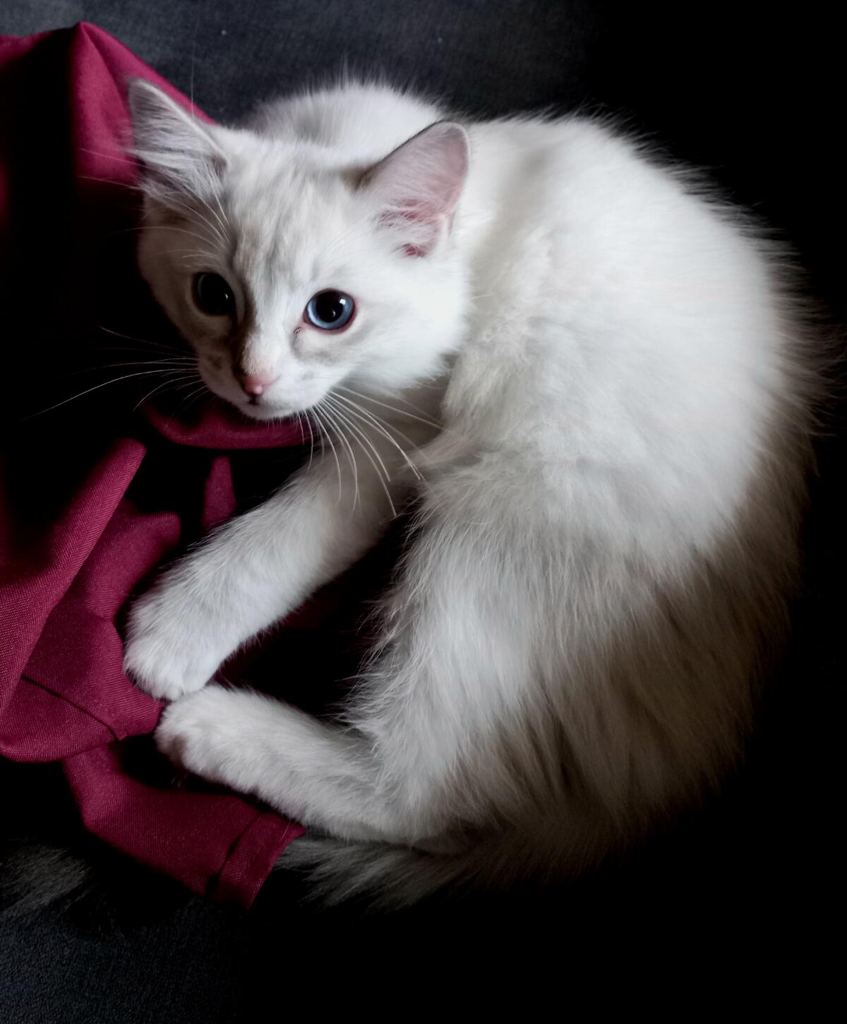 Reinrassige Ragdoll Kitten mit Stammbaum 3