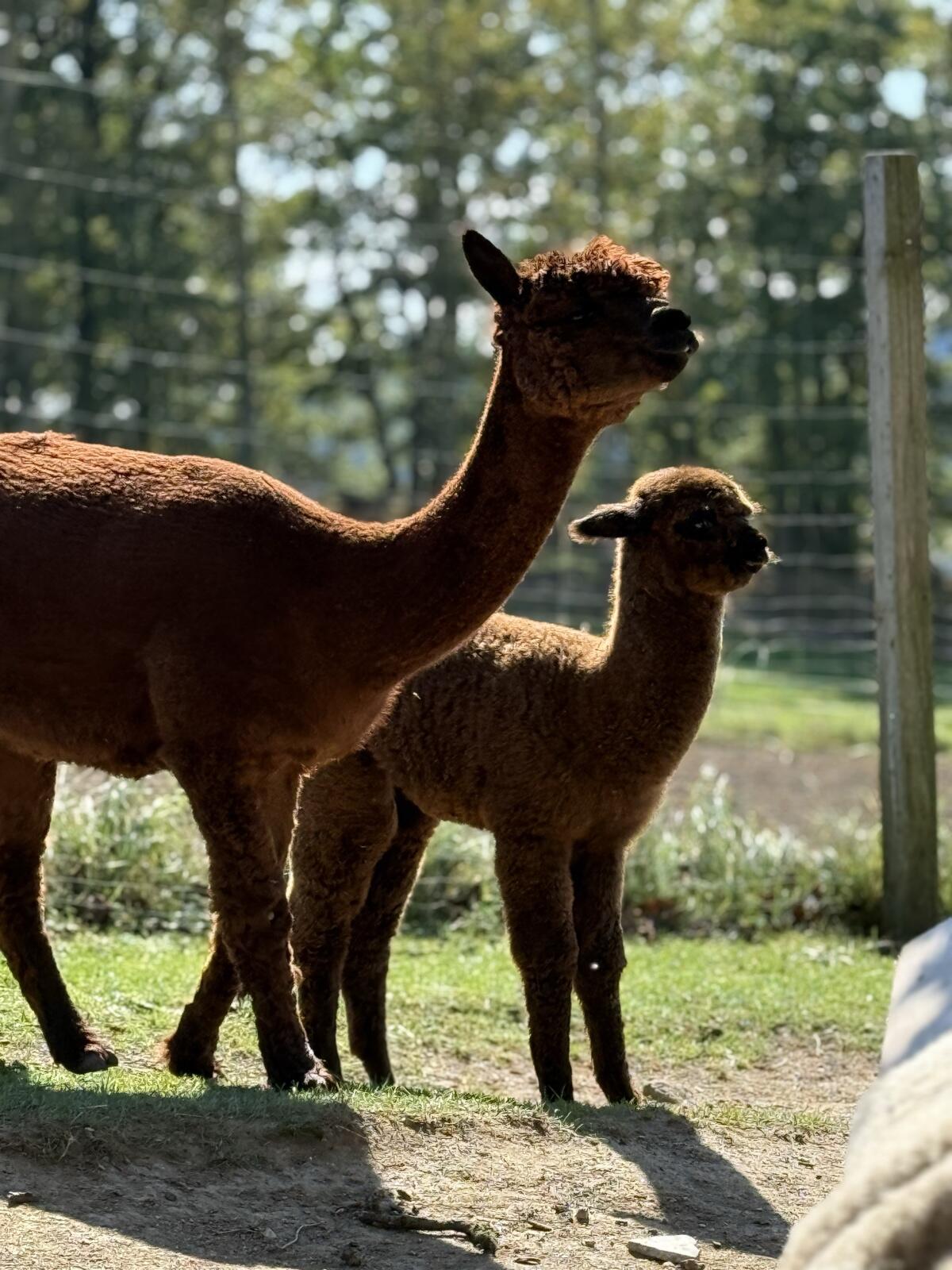 Alpaka 1