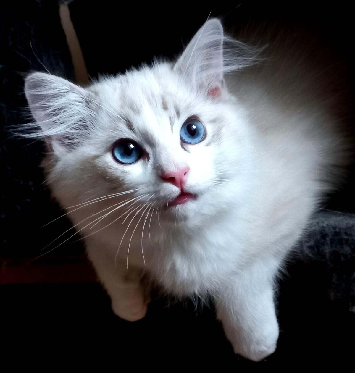 Reinrassige Ragdoll Kitten mit Stammbaum 2