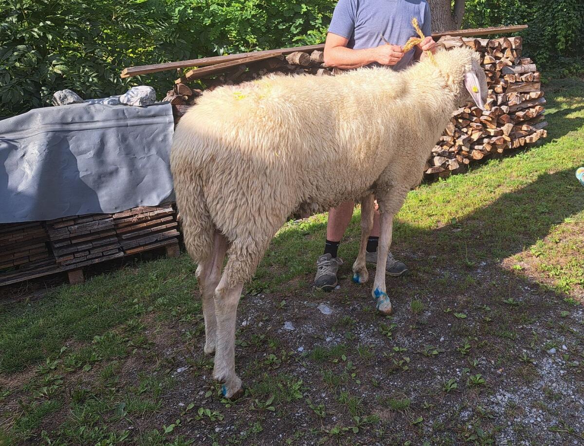 Verkaufe weißen HB Bergschafwidder 3
