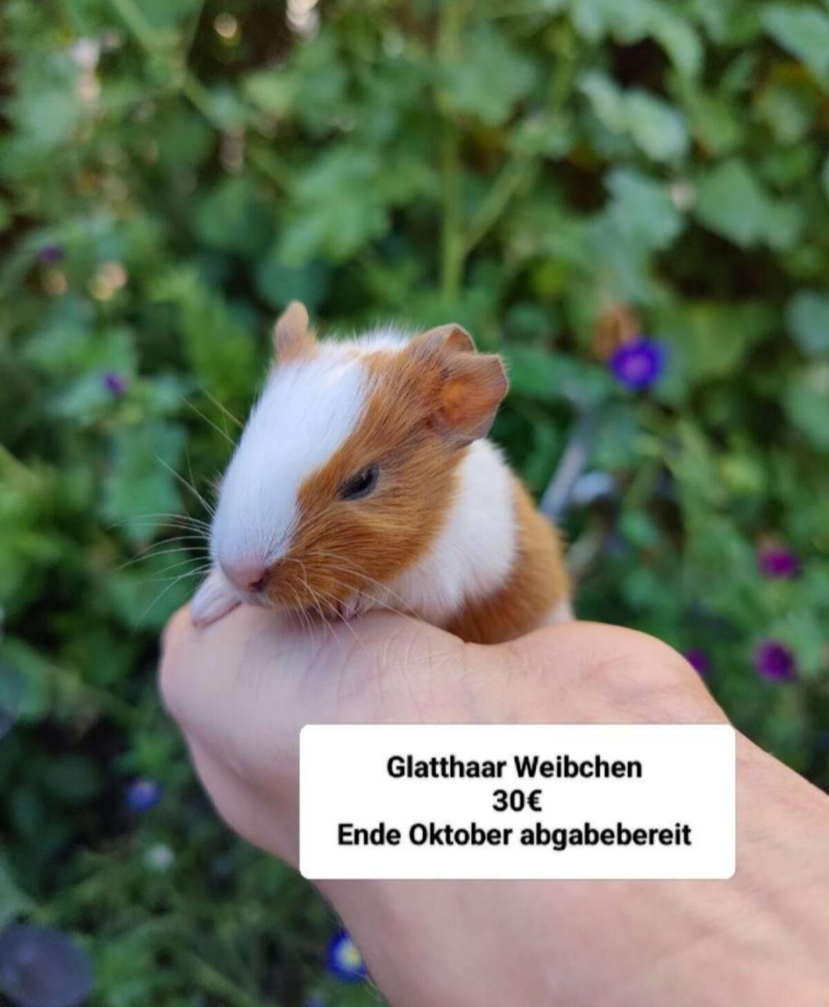 Meerschweinchen und Kaninchen 1