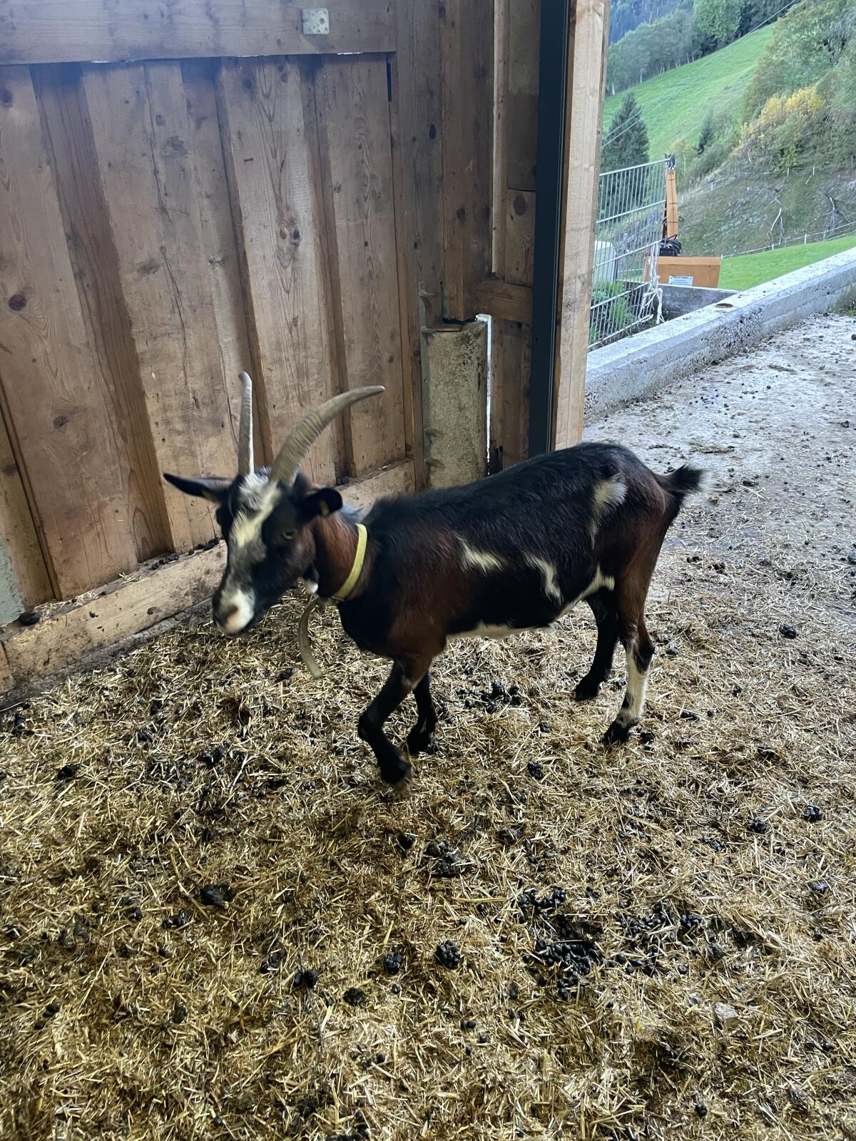 Gämsfarbige Gebirgsziegen 3