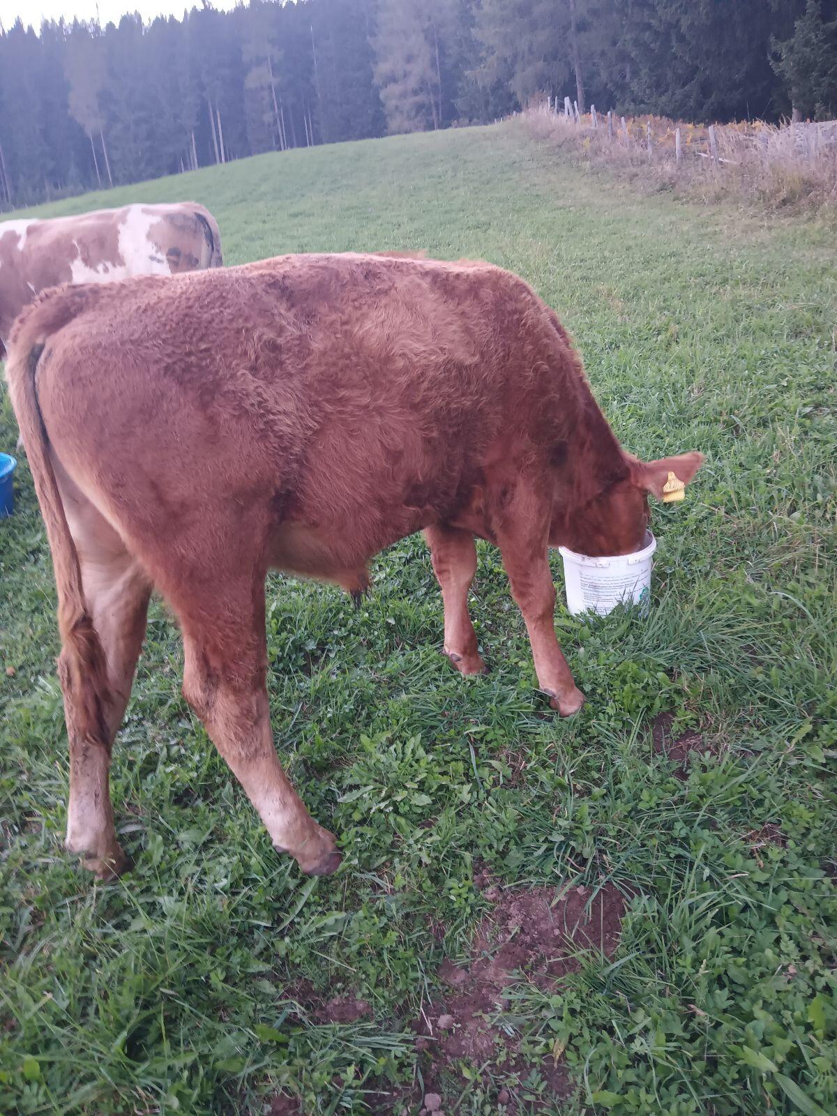 Verkaufe Stier 2