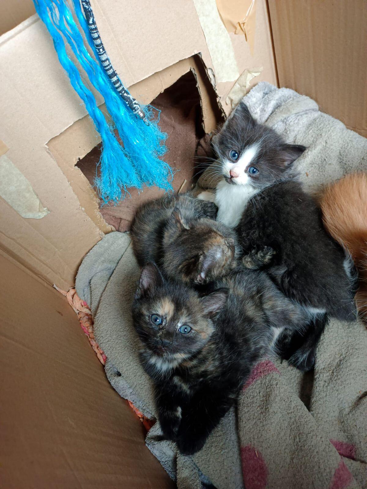 Katzen 2