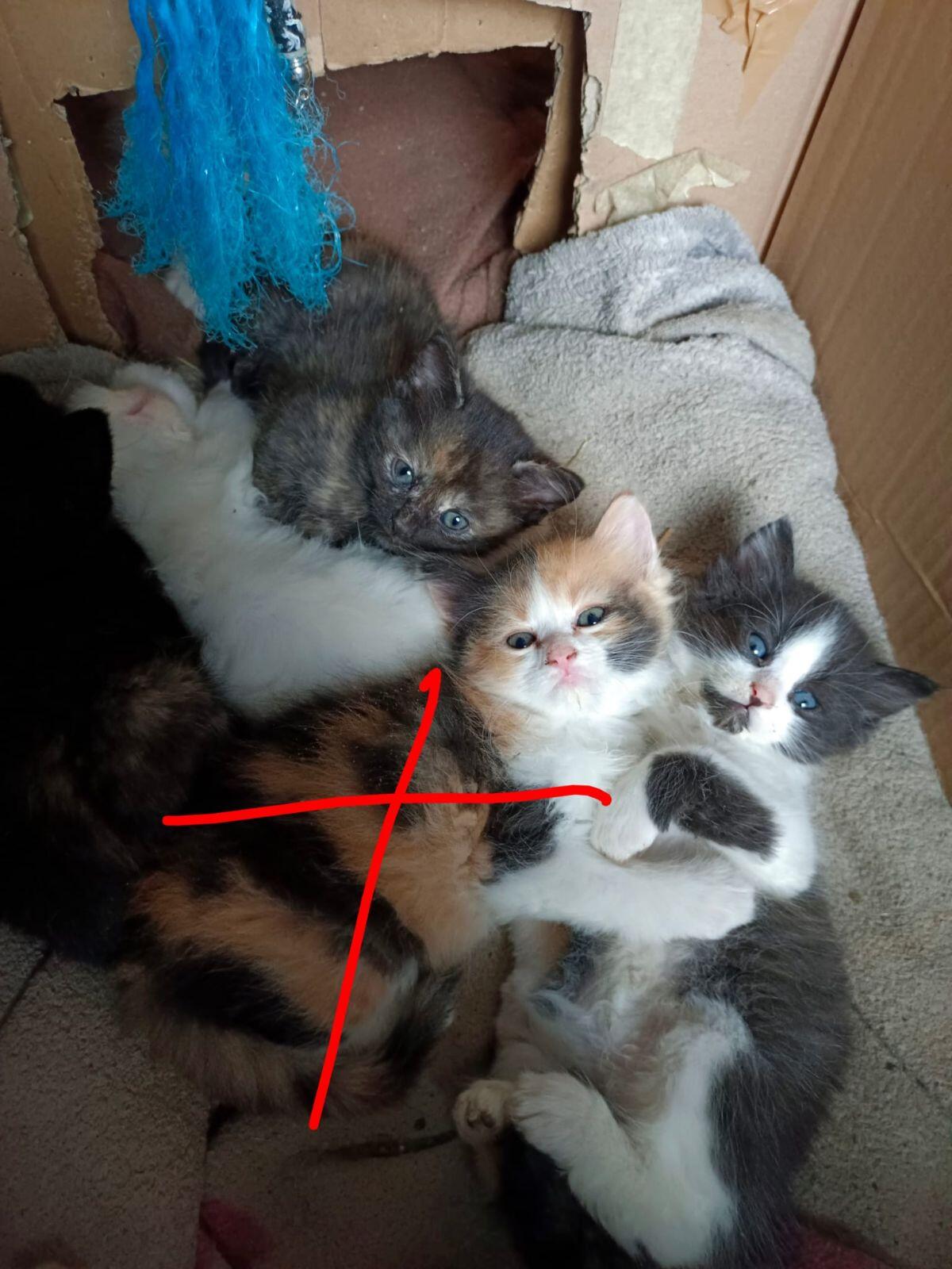 Katzen 1