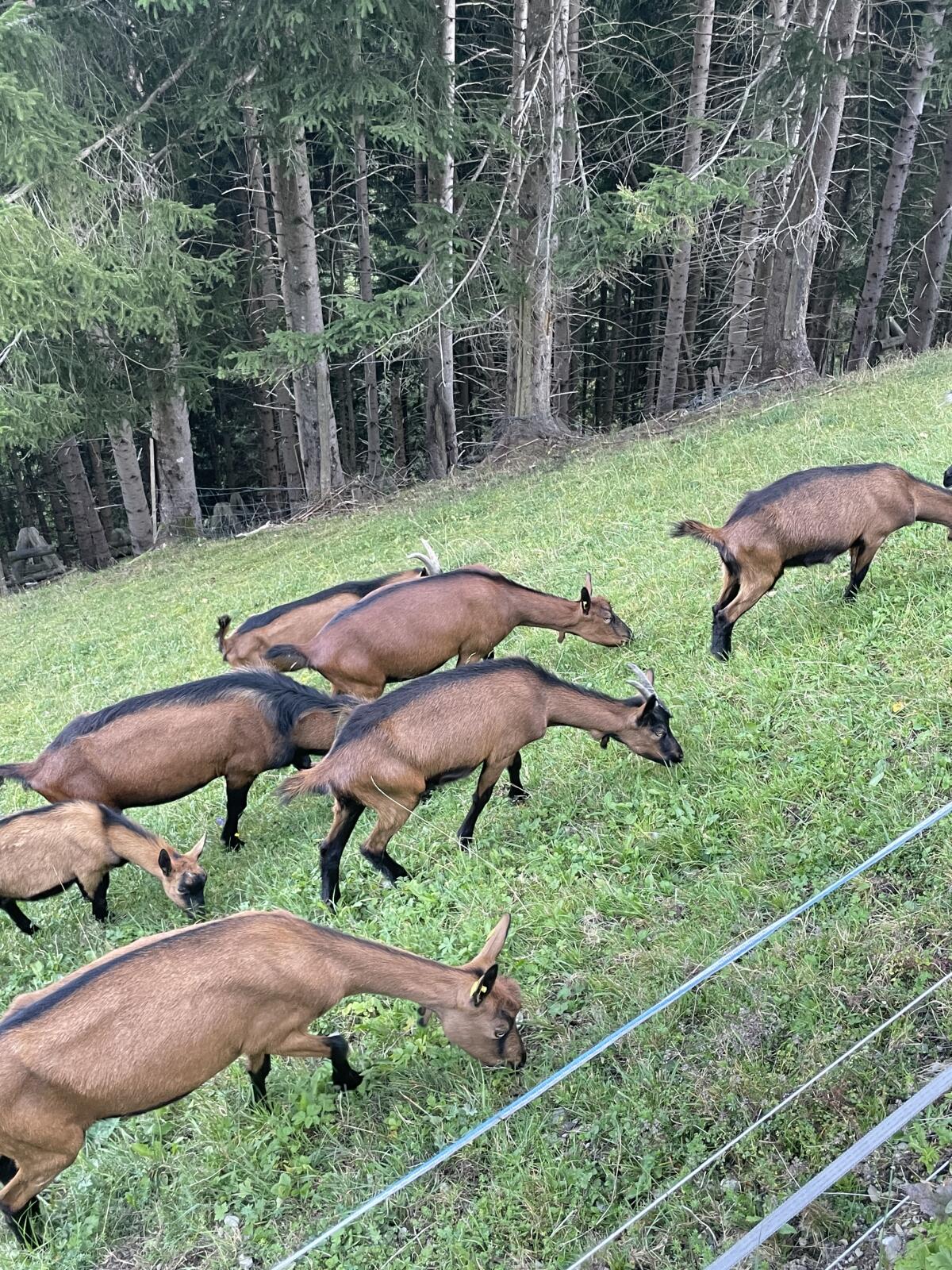 Gämsfarbige Gebirgsziegen 2