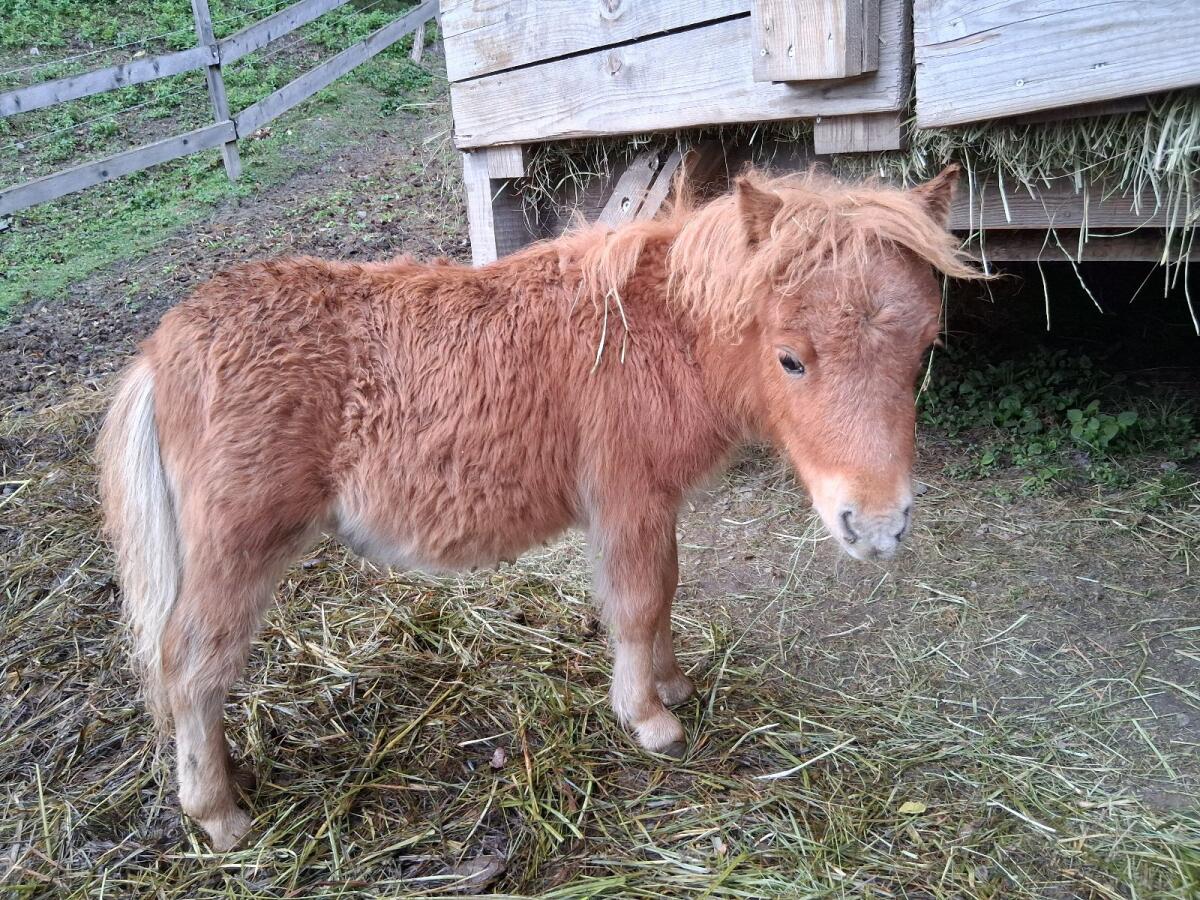 Mini Shetty Fohlen 2