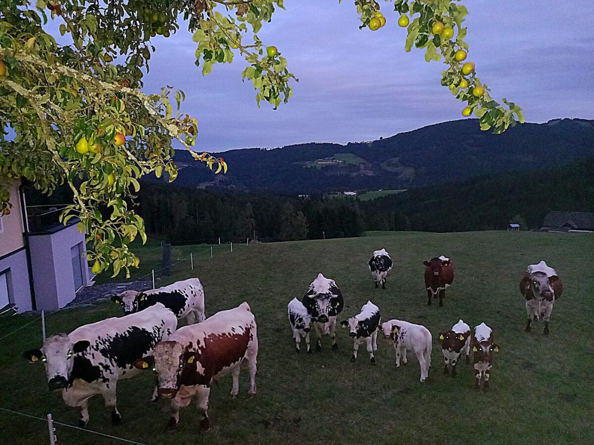 Pustertaler Spitzen Kuh 3