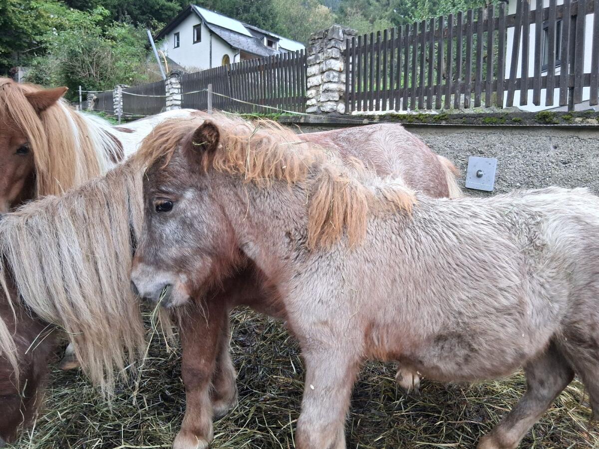 Mini Shetty Fohlen 3