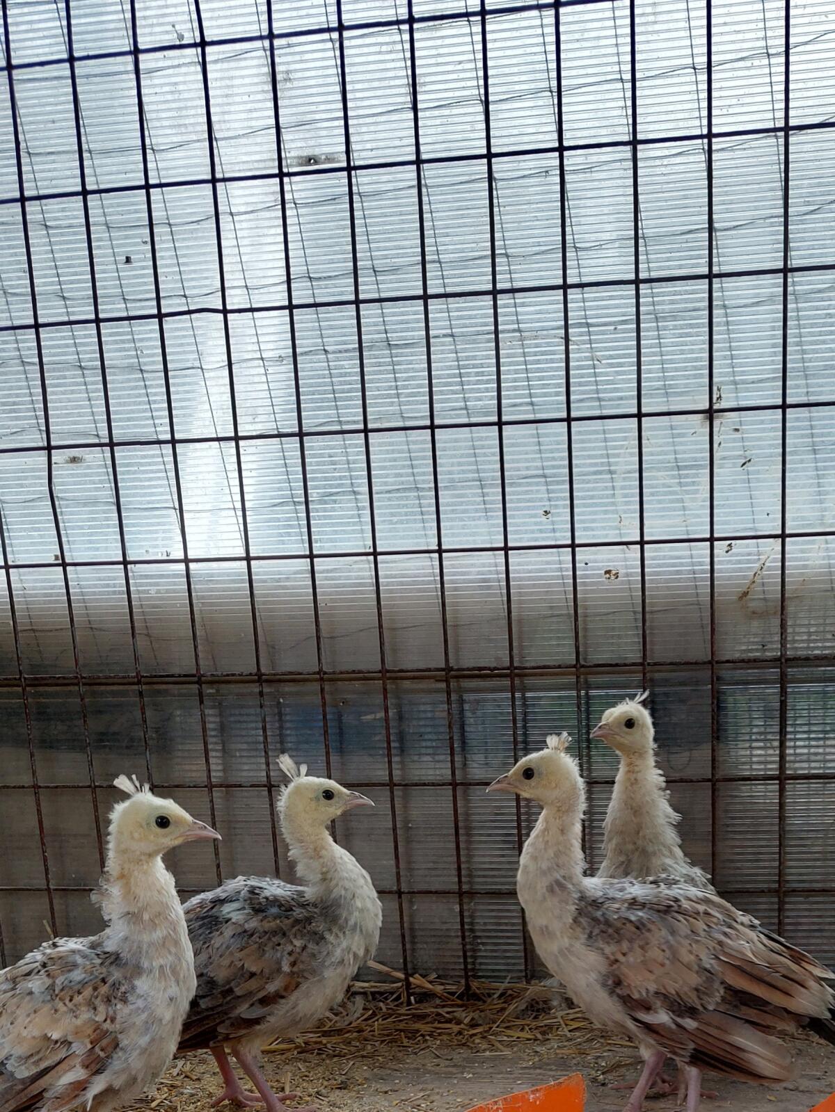 Schwarzflügelpfau 2