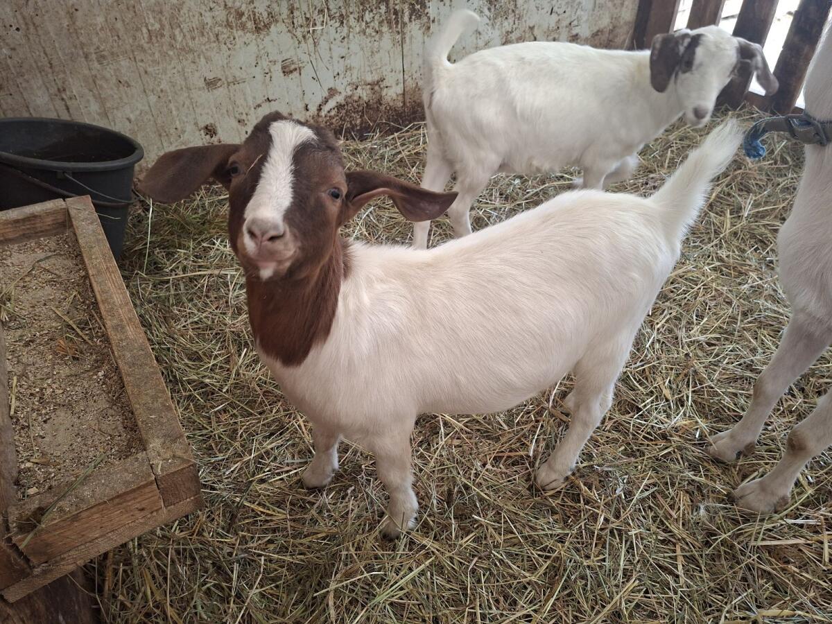 Buren-Saane-Ziegenbock 2