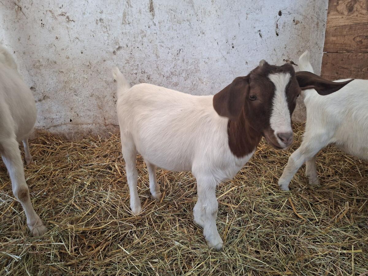 Buren-Saane-Ziegenbock 2