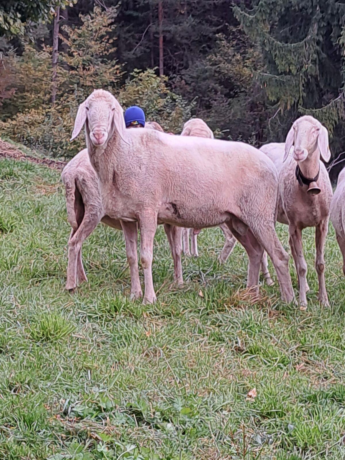 Verkaufe weißen HB Bergschafwidder 1