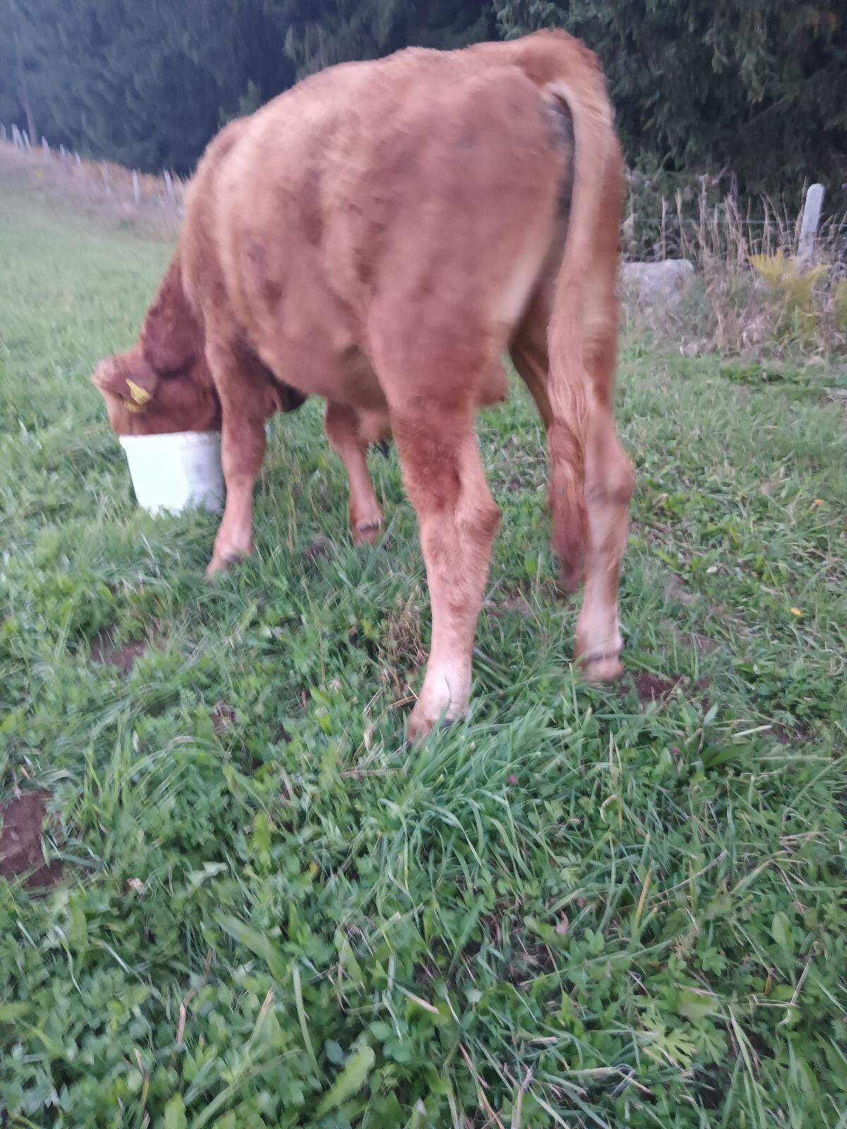 Verkaufe Stier 3