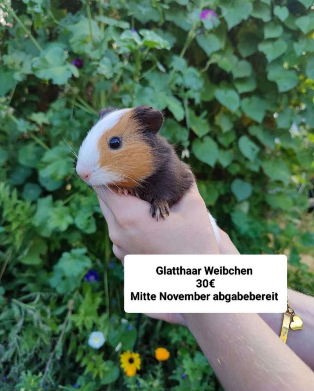 Meerschweinchen und Kaninchen 3