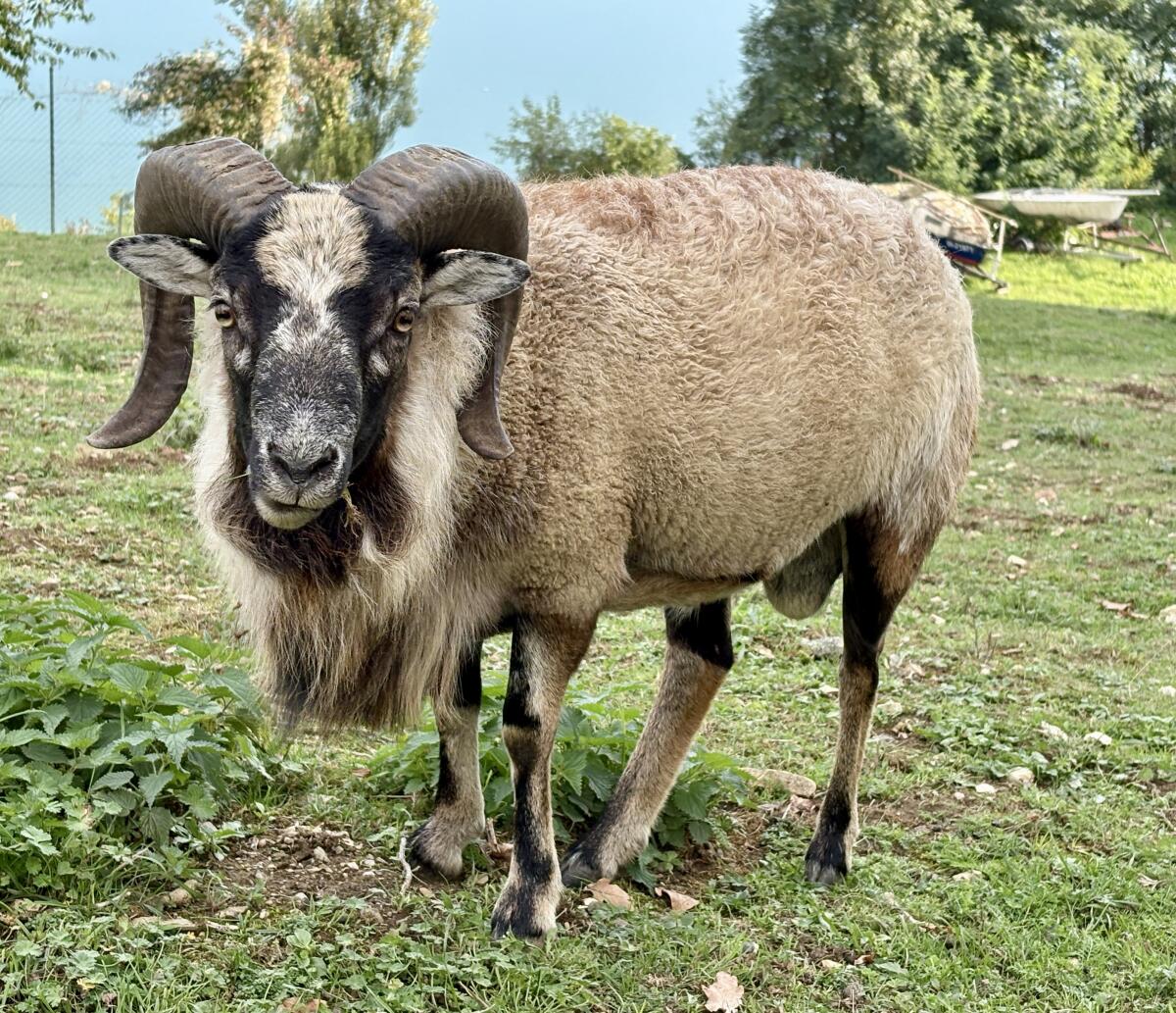 Kamerun-Soay Mix-Bock