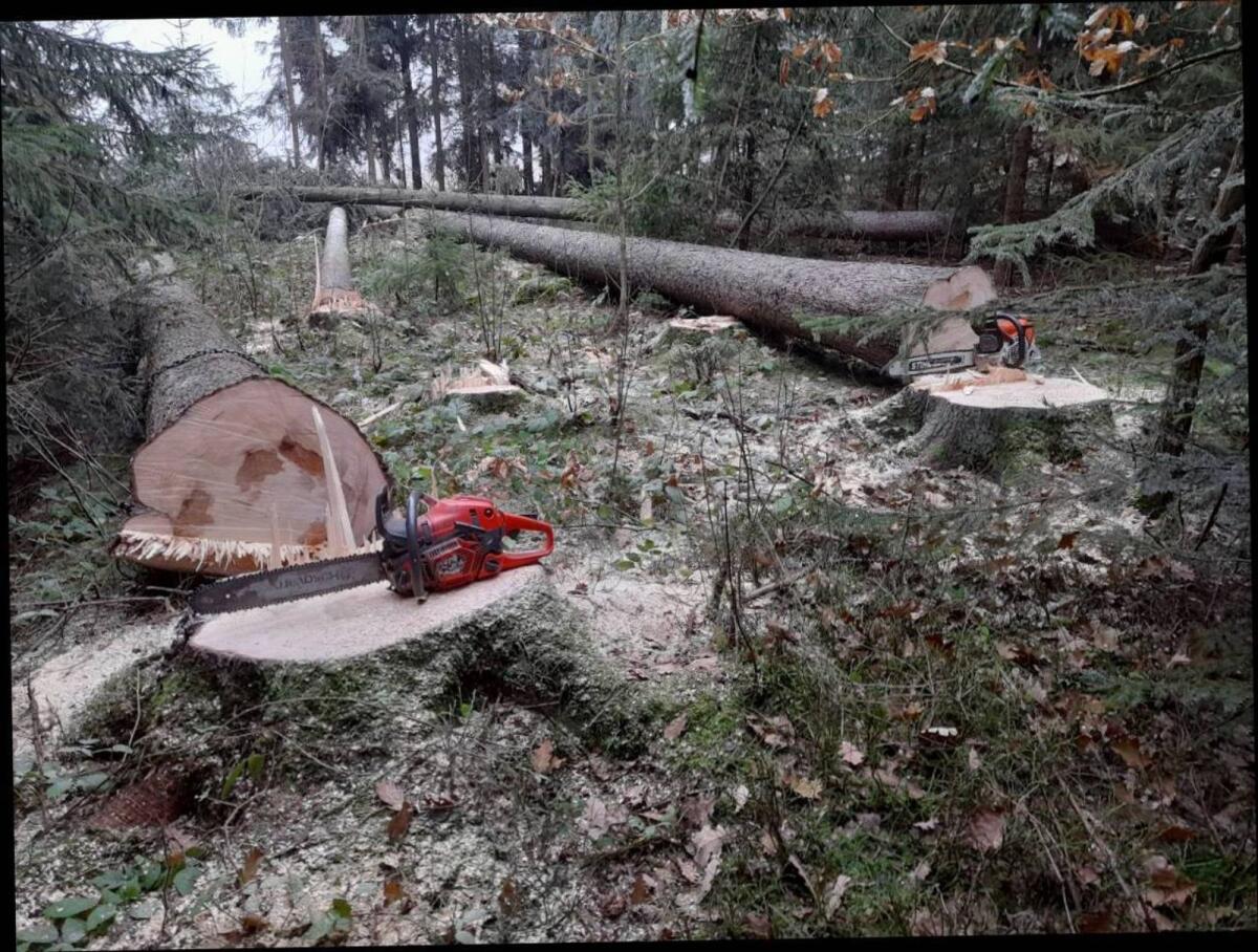 Holzschlägerung und Bringung 2