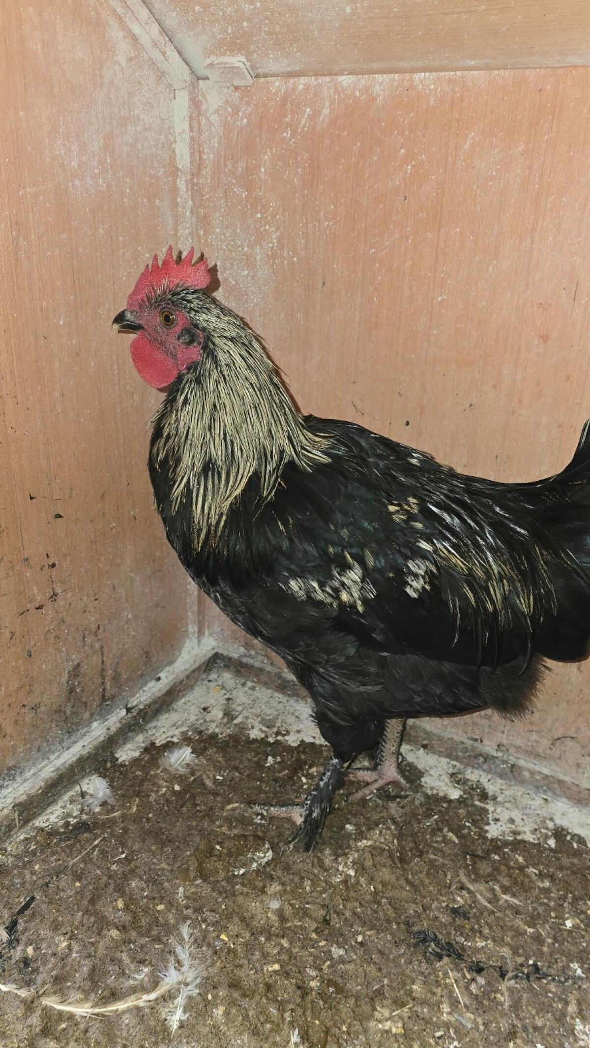 Schöne Junghähne 1