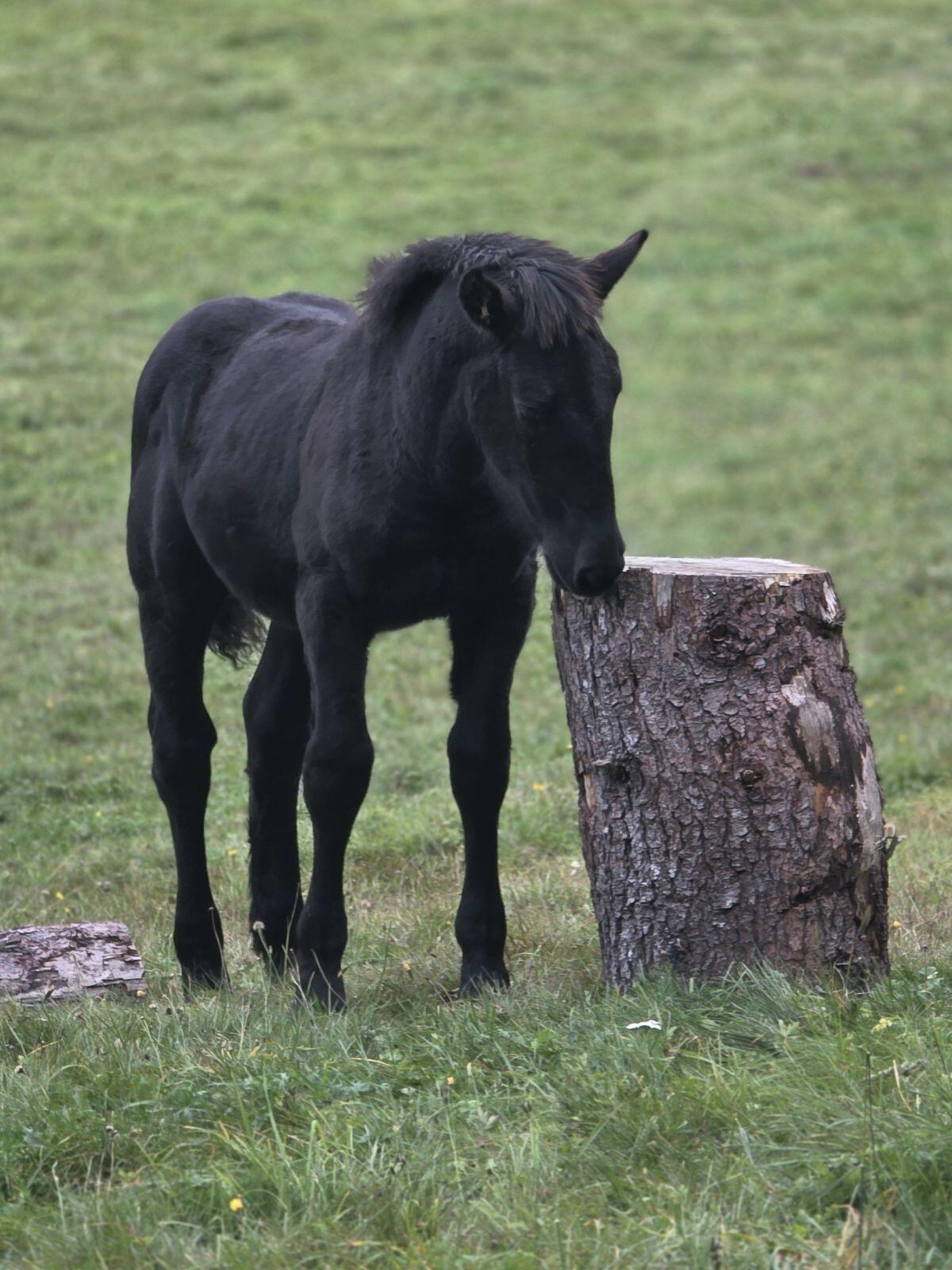 Gechilltes Hengstfohlen 1